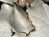 detail - koppetje in een keramisch schilderij of manteltje